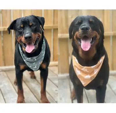 Rottweiler Puppies, View more