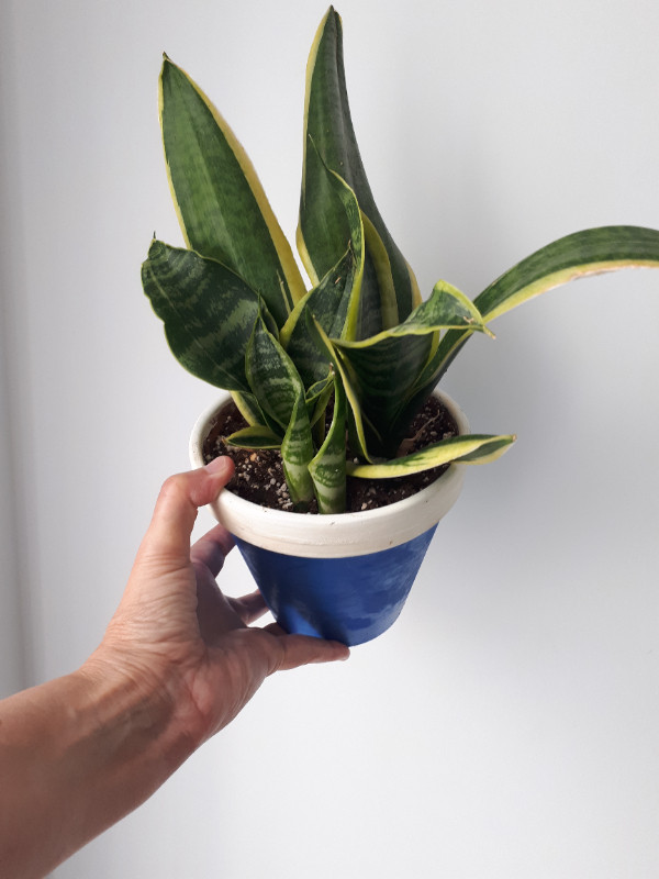 Sansevieria bicolore avec pot en terre cuite dans Plantes, engrais et terreaux  à Ville de Montréal - Image 2