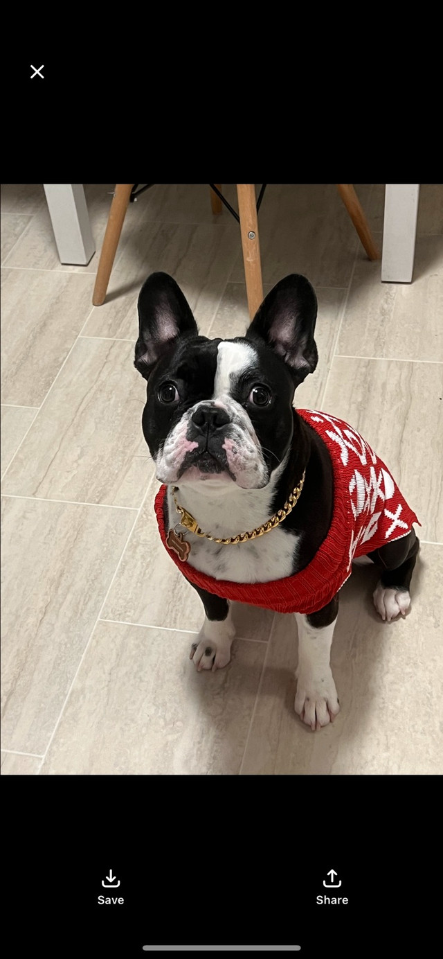 1 year old neutered Frenchton in Dogs & Puppies for Rehoming in Winnipeg