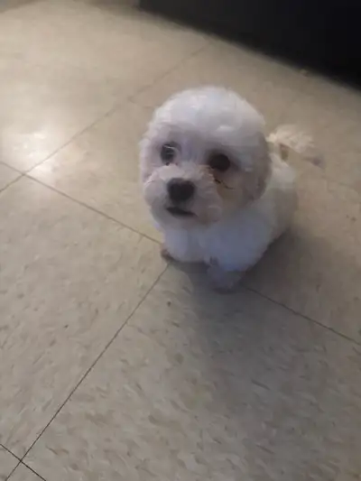 I have a male purebred bichon frise baby looking for his forever home. He has been vet checked, dewo...