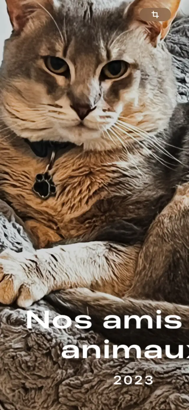 Abyssin bleu   6 ans in Cats & Kittens for Rehoming in City of Montréal - Image 3
