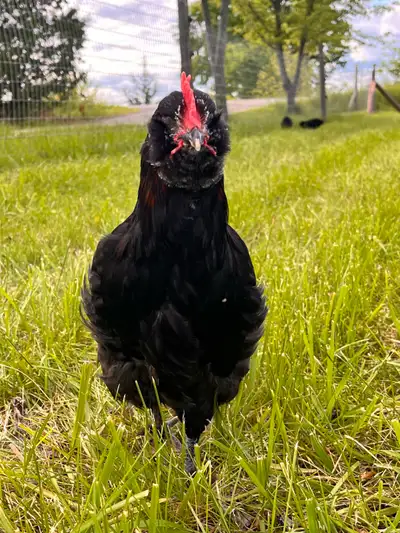 Olive Egger rooster starting to crow and ready for his own hens to tend to!