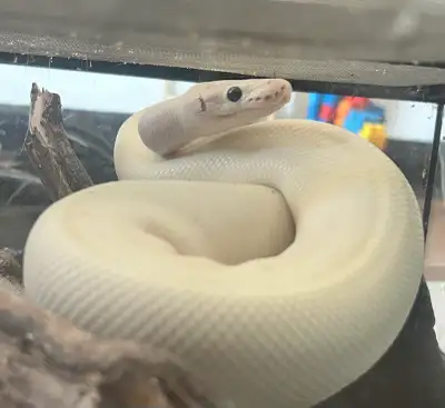 BEL ball python in need of home , View more