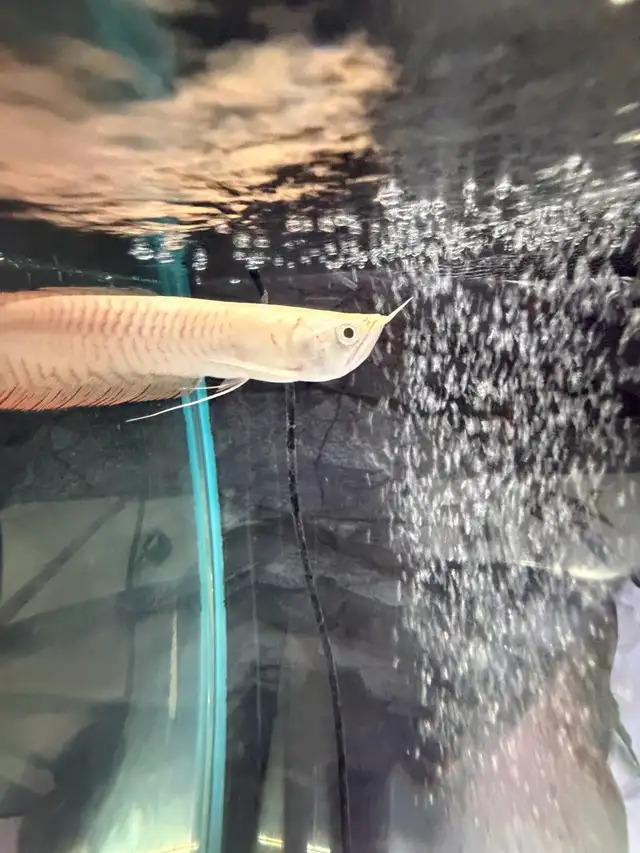Albino Arowana  in Fish for Rehoming in Ottawa - Image 2