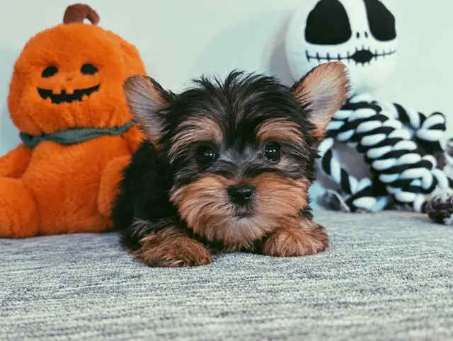 TINY MICRO Yorkshire Terrier Puppy | Dogs & Puppies for Rehoming ...