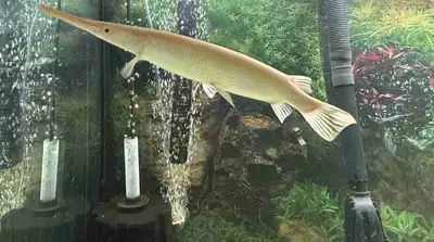 albino Florida gar, View more