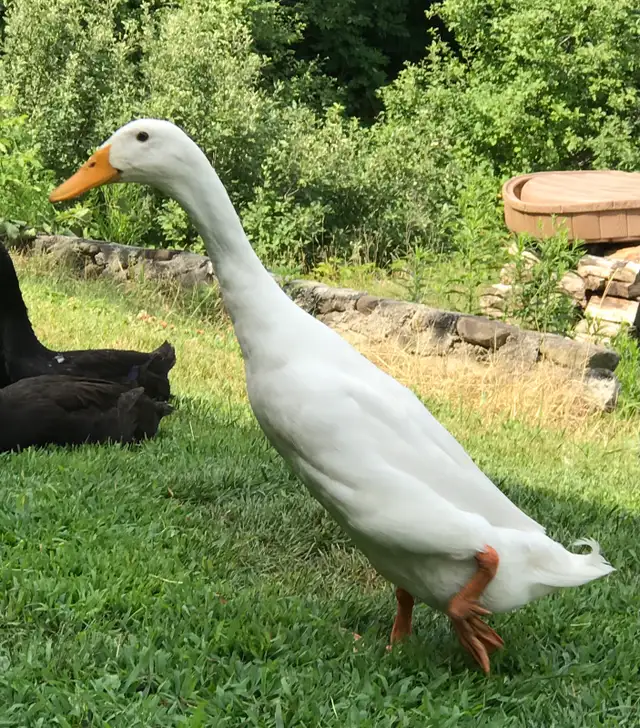 4 Indian runner ducklings in Livestock in Ottawa - Image 5
