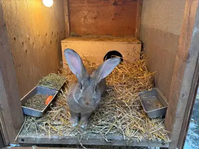 Giant Flemish Rabbit in need of new home. Approximately 1-year old male. Price includes cage/pen, fe...