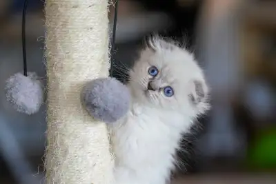 10 Kittens Availble. Munchkin and Munchkin folds., View more