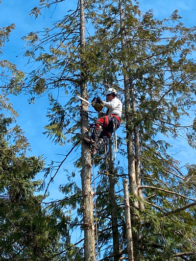 Climber/groundsman wanted for tree service