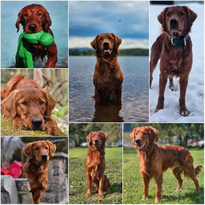 Field line Golden Retrievers, View more