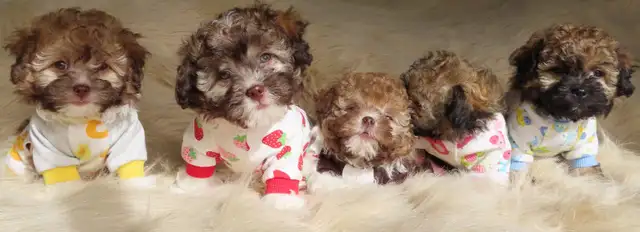 Tiny Teddys | Teddy Bear Puppy • Zuchon Shichon Shih-Tzu Bichon in Dogs & Puppies for Rehoming in North Shore - Image 4