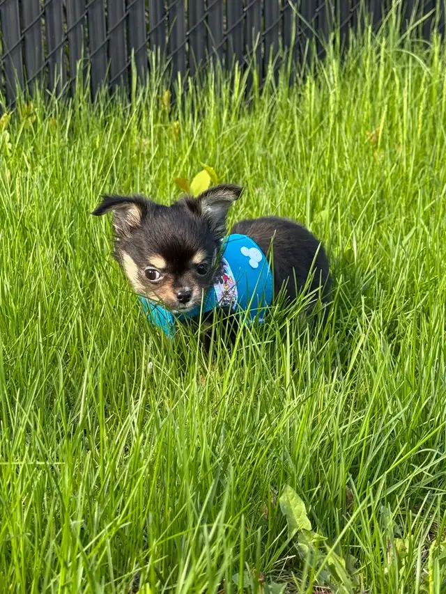 petit male chihuahua poil long tricolore enr. ckc in Dogs & Puppies for Rehoming in City of Montréal - Image 4