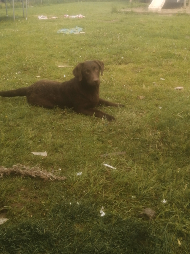 Chocolate lab female Dogs & Puppies for Rehoming ChathamKent Kijiji