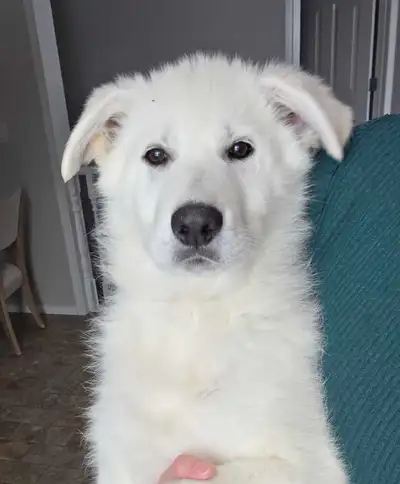 Registered White German Shepherd Puppies, View more