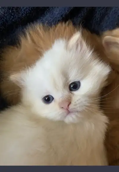 Persian Himalayan , View more