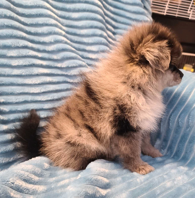 Rare purebred blue merle  pomeranian puppy free delivery in Dogs & Puppies for Rehoming in North Bay - Image 2