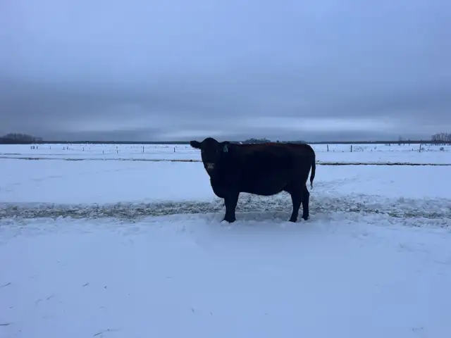 Bred cows in Livestock in Sudbury - Image 4
