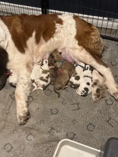 St.bernard/great pyrenees puppies for sale, View more