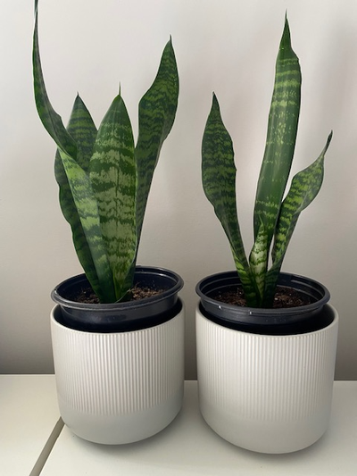 Snake house Plant in ceramic pot air cleaner purifier live plant, View more