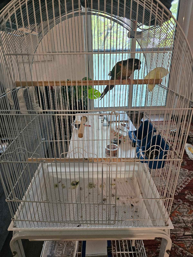 9 months old yellow sided green cheeked conure  in Birds for Rehoming in City of Toronto