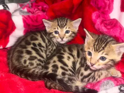 Beautiful Bengal Kittens Ready To Go!, View more