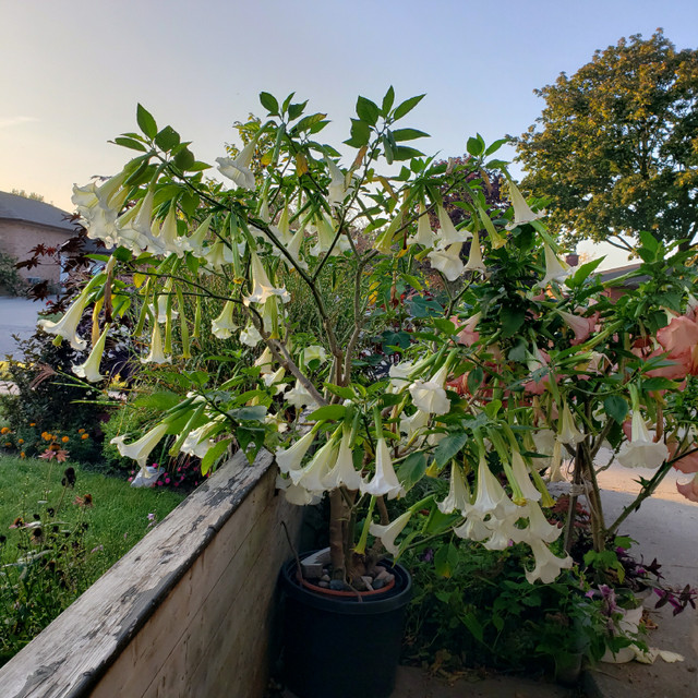 Brugmansia Angels Trumpet Rooted Cuttings  in Plants, Fertilizer & Soil in London - Image 3