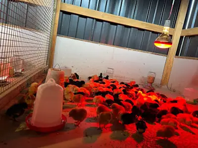 Minimum of 5 birds Selling bergs brown. I have had them since September as chicks. Had them over the...