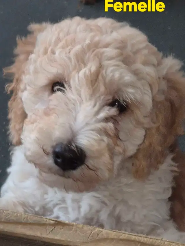 GOLDENDOODLE ( mini) in Dogs & Puppies for Rehoming in City of Montréal - Image 4