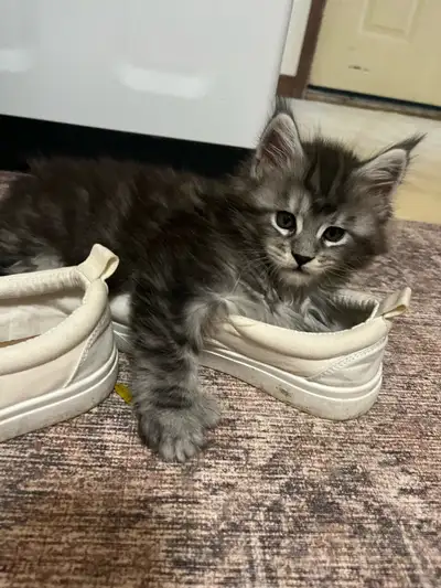 Maine coon kittens, View more