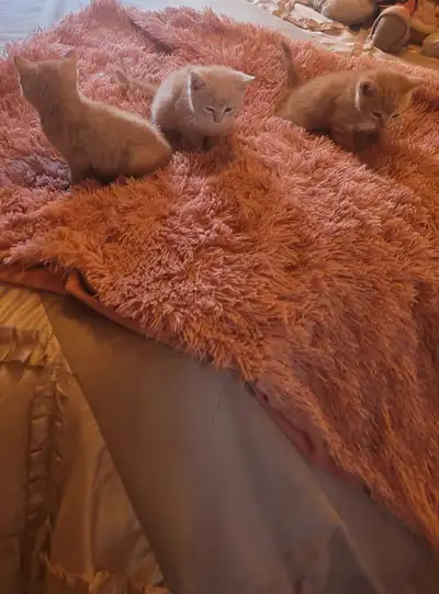 Mignons petits chatons, sont très affectueux, joueurs. Ils ne sont pas vermifuges ni vaccinés par co...