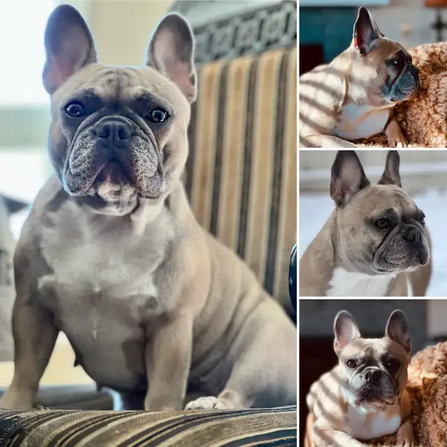 ♥️Ready now! French Bulldog puppies ♥️ in Dogs & Puppies for Rehoming in Calgary - Image 11