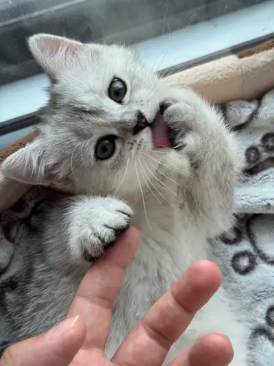 British Shorthair chaton , View more