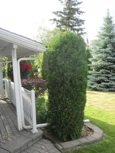 7ft Ornamental Cedar, View more