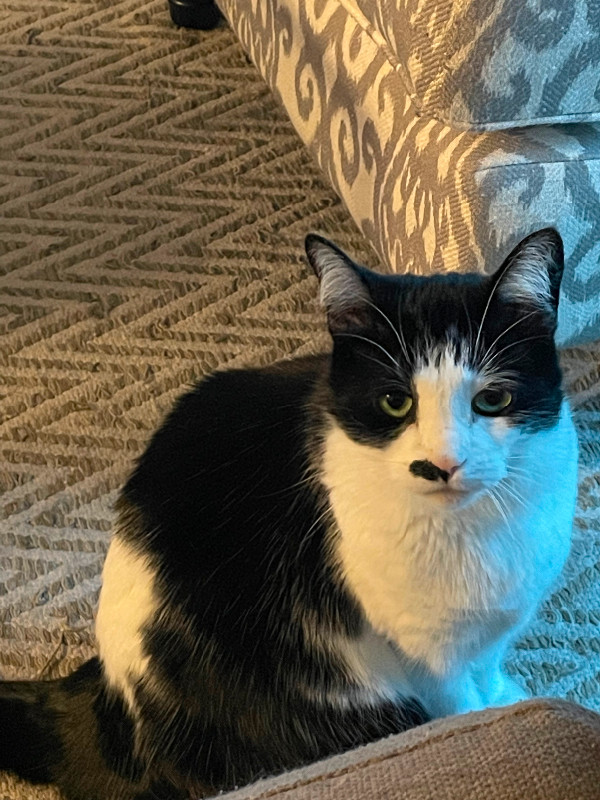 foster-an-8-year-old-cat-for-a-year-a-half-cats-kittens-for