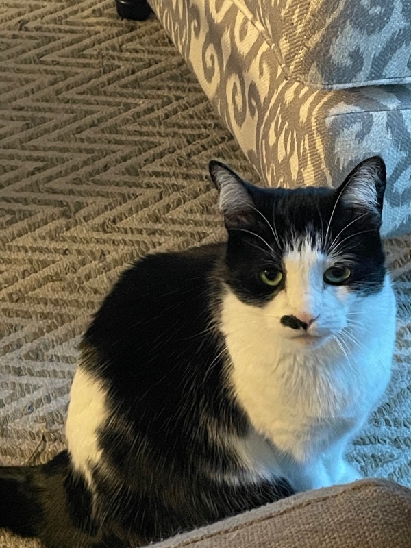 Foster an 8 year old cat for a year & a half Cats & Kittens for