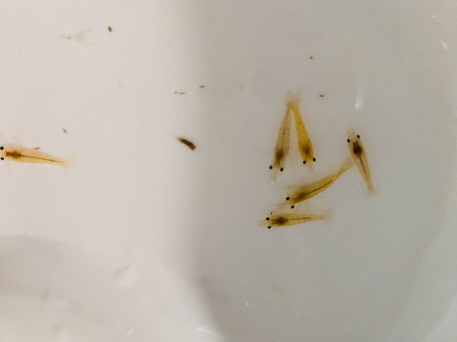 6 yellow gold freshwater pet shrimp - great for kids tanks in Other in City of Toronto - Image 4