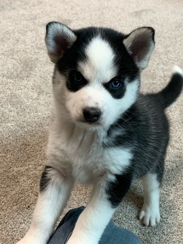 Pomsky puppies  in Dogs & Puppies for Rehoming in Edmonton - Image 2
