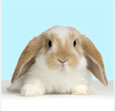 Bunny Rabbit free, View more