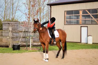 Quite Horse, View more
