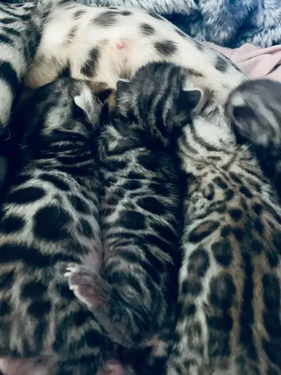Chatons Bengals ( 438 504 6807 ) Mâle de très belles rosettes ♥️ Près a Partir ils ont 3 mois !! D’u...