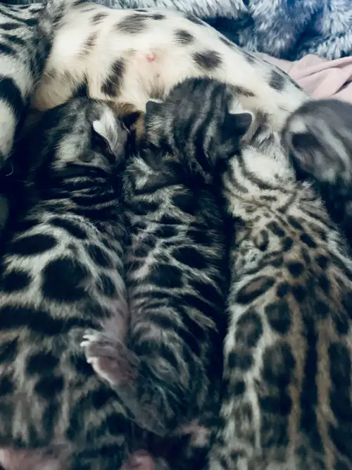 Chatons Bengals Mâle de très belles rosettes ♥️ Près a Partir ils ont 3 mois !! D’une très belle lig...