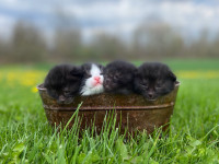 Cute Kittens for Sale! 3 Reservations Available!!