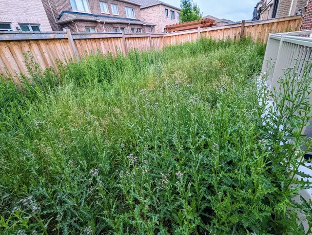 Grass Cutting-Spring Cleaning-Fertilizer-Seeds-Starting from $4962865709011842123