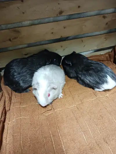 ADORABLE BABY GUINEA PIGS!, View more