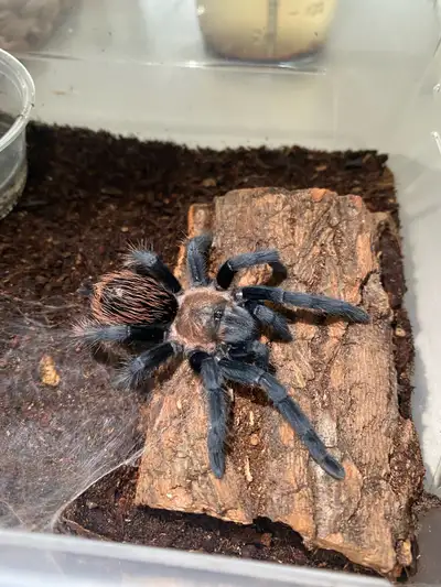 T verdezi Tarantula, View more