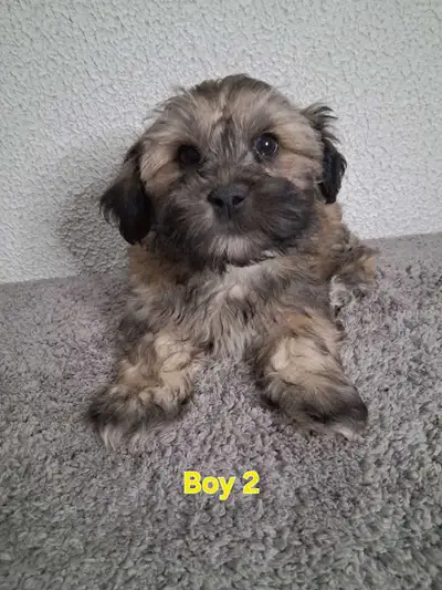 Shihpoo Puppies, View more
