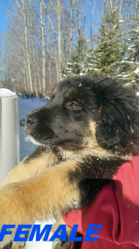 PUPPIES for REHOME, beautiful Great Pyrenees-Shepard mix