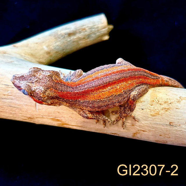 GI2307-2 Gargoyle Gecko in Reptiles & Amphibians for Rehoming in Edmonton - Image 4