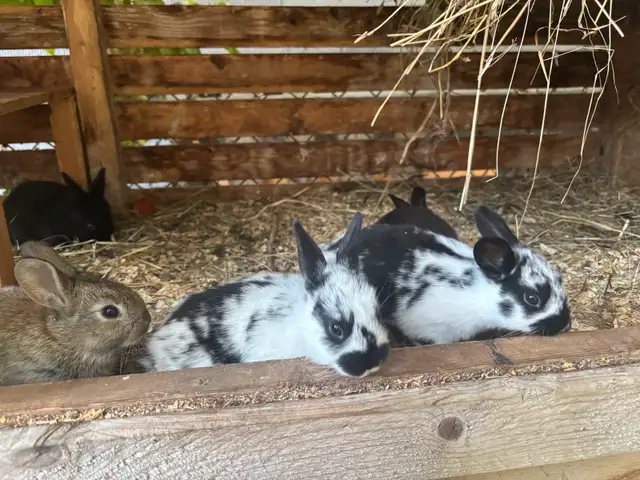 Bébé lapin nains croisés in Small Animals for Rehoming in Trois-Rivières - Image 2